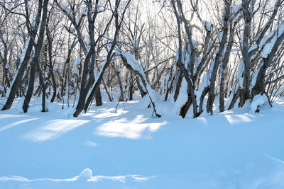 Snow covered trees in forest against sky