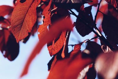 Low angle view of maple leaves on tree