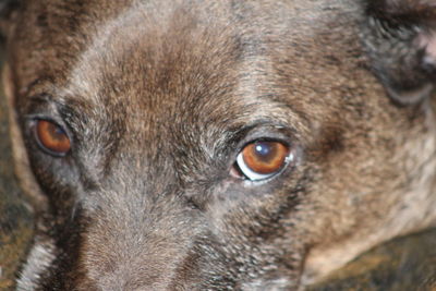 Close-up portrait of a dog