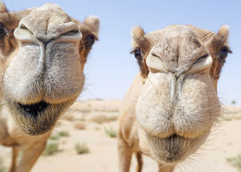 Close-up of camels at desert