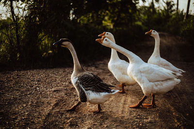 White goose family walking in lake