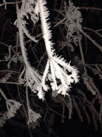 Close-up of snow on plant during winter