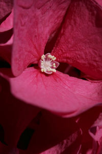 Close-up of pink hibiscus