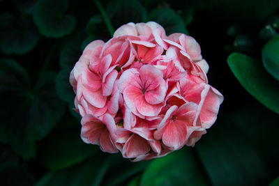 Close-up of pink rose flower