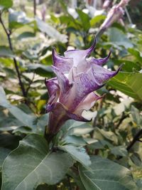 Close-up of purple flower