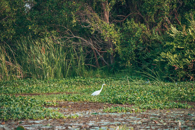 White bird on field