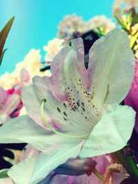 Close-up of pink day lily blooming outdoors