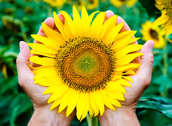 Cropped hands of man holding sunflower
