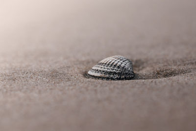 Close-up of seashell on sand