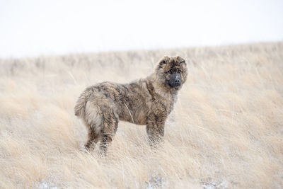 Black dog standing on land