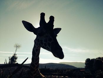 Low angle view of giraffe against sky