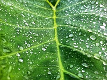 Close-up of wet leaves on rainy day