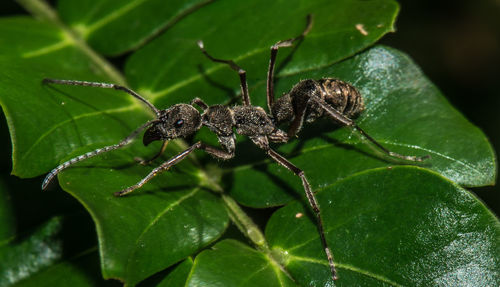 Close-up of insect on leaves