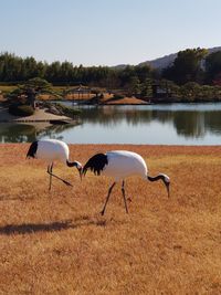 View of birds in lake