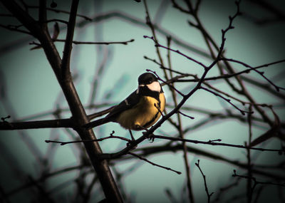 Bird perching on branch