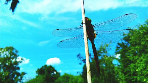 Low angle view of dragonfly on plant against sky