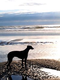 Dog greyhound standing on beach against sky during sunset