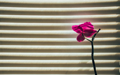 Close-up of pink rose against wall