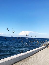 Seagulls flying over sea against sky