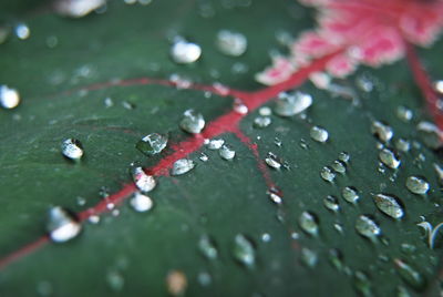 Close-up of water drops on leaf