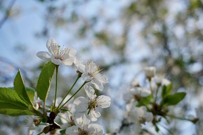 Close-up of white cherry blossom plant