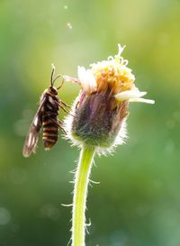 Close-up of bee on flower