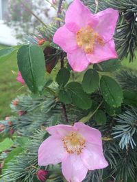 Close-up of pink flower