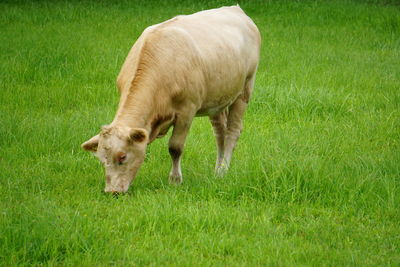 Sheep grazing on field