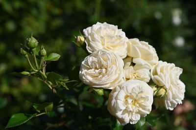 Close-up of white roses