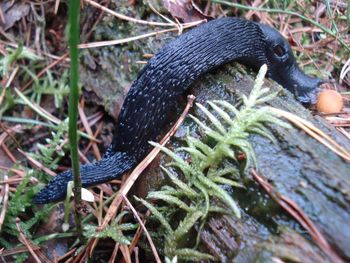 Close-up of a lizard on grass