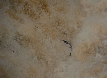 High angle view of bird on beach