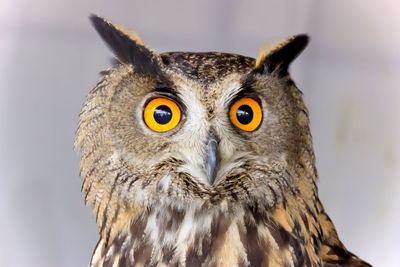 Close-up portrait of eagle owl against wall