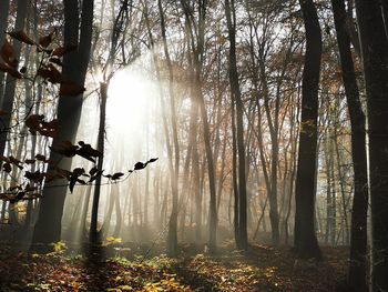 Sunlight streaming through trees in forest