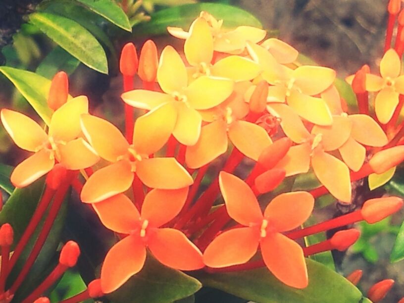 flower, petal, freshness, fragility, growth, flower head, beauty in nature, close-up, plant, leaf, blooming, nature, focus on foreground, yellow, park - man made space, in bloom, pink color, day, outdoors, no people