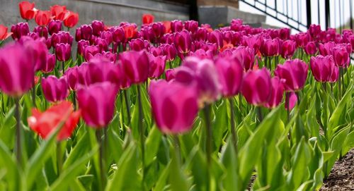 Close-up of pink tulips blooming in field