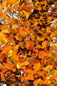 Full frame shot of maple tree leaves during autumn