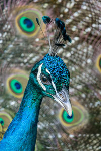 Close-up of peacock