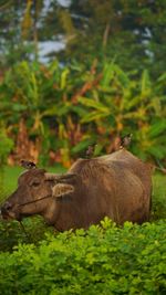 A buffalo and starlings perched on it