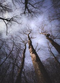 Low angle view of bare trees in forest