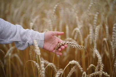 Teenager hand with ear of wheat. soft light.