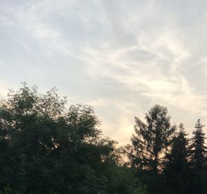 Low angle view of trees against sky during sunset