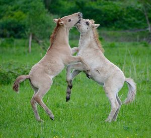 Two horses nuzzling on grass field