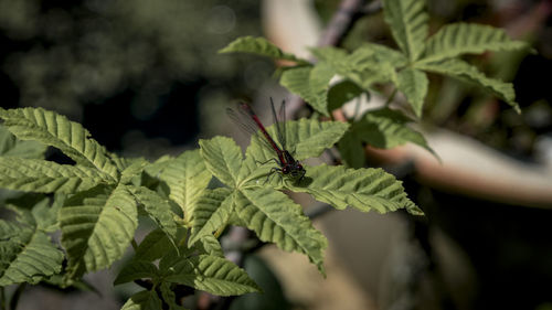 Close-up of insect on plant