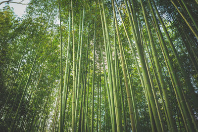 Low angle view of bamboo trees in forest