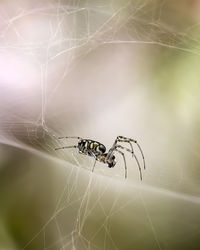 Close-up of spider on web