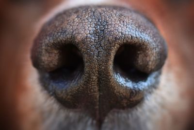 Close-up of dog