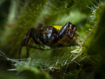 Macro-photo of spider on plant