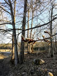 Horse in a forest