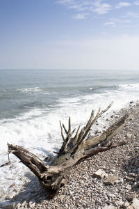 Driftwood on beach against sky