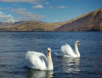 Swans swimming on lake against sky